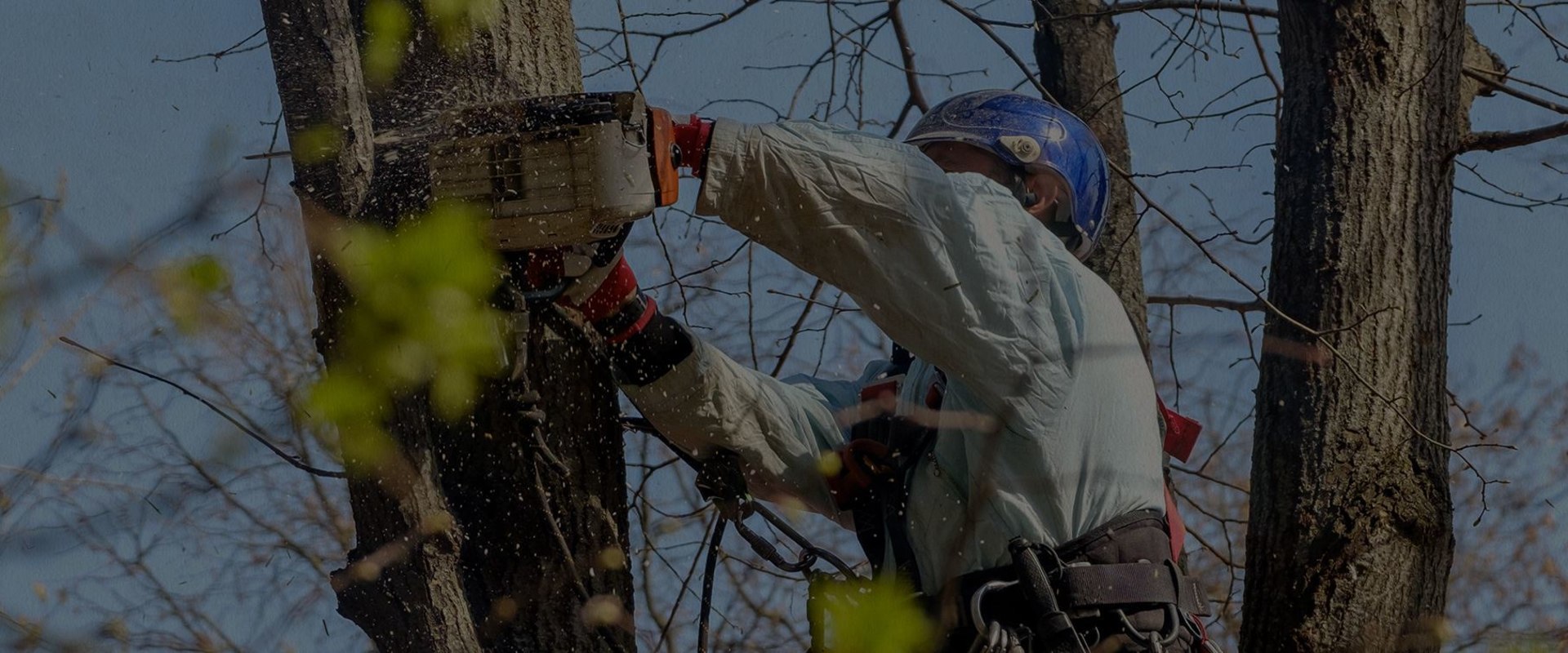 Portland's Go-To Expert Tree Removal Services For Landscaping Tree Care