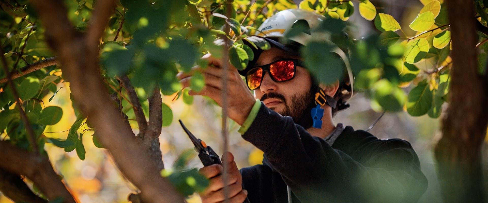 The Role Of Arborist Services In Maintaining A Thriving Landscaping Tree In Albemarle County