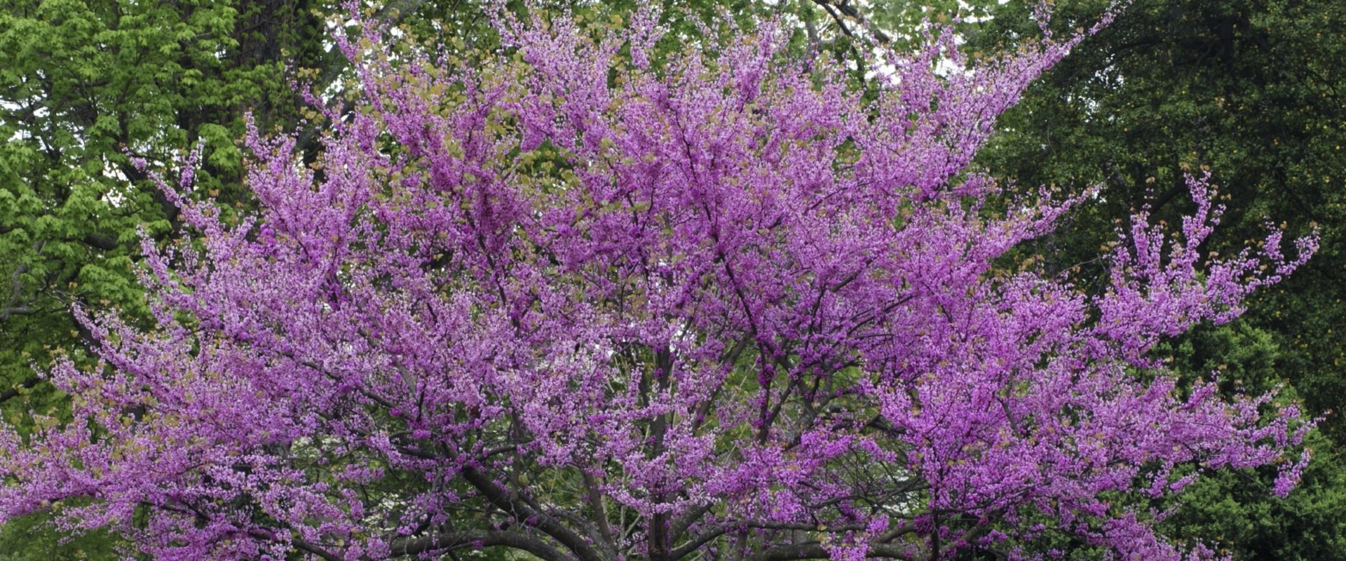 What is the most beautiful tree to plant?