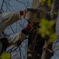 Portland's Go-To Expert Tree Removal Services For Landscaping Tree Care