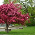 All About Landscaping Tree In Fort Wayne, IN