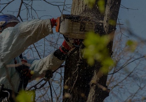 Portland's Go-To Expert Tree Removal Services For Landscaping Tree Care