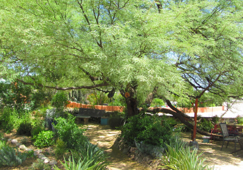 Creating Shade And Beauty: Landscaping Trees For Arizona Homes