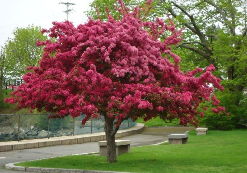 All About Landscaping Tree In Fort Wayne, IN
